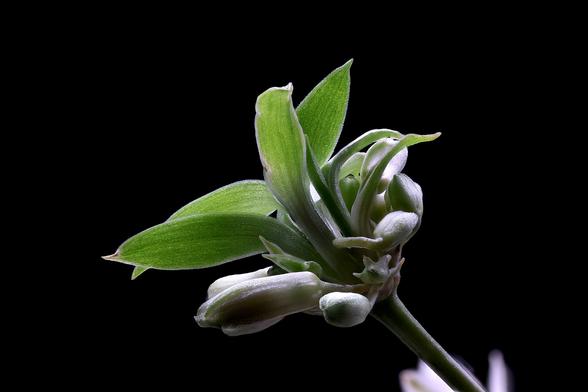 Macro Spider Plant Flower and Buds