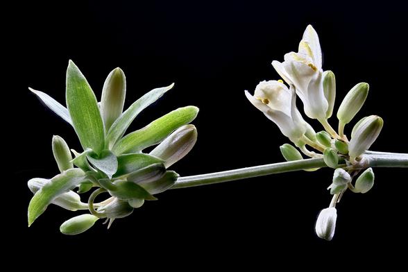Macro Spider Plant Flower and Buds