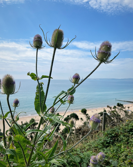 A photo of a wild teasel plant growing in shrubbery, there are 4 main prongs reaching to the top of the photo with blue sky in the background with a few light clouds. Mid range of the photo in the distance you can see a sandy beach through the teasel plant prongs.
