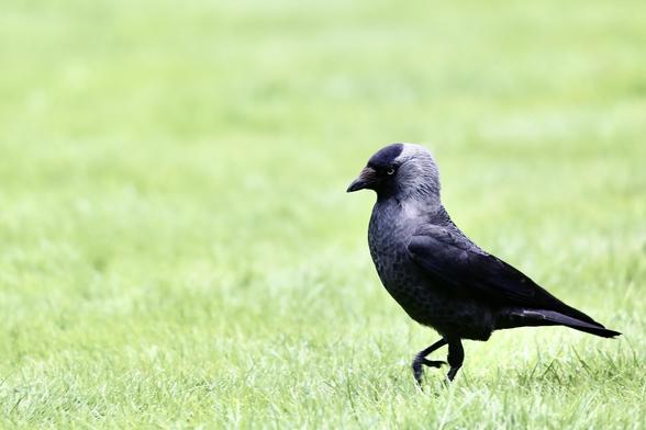 This photo shows a Jackdaw on a lawn.
The Jackdaw is walking about in a very important and also elegant manner like I am in charge here.
The resident Crows are not too happy about the Jackdaws, however I noticed both Crows and Jackdaws team up in order to harass Seagulls away.