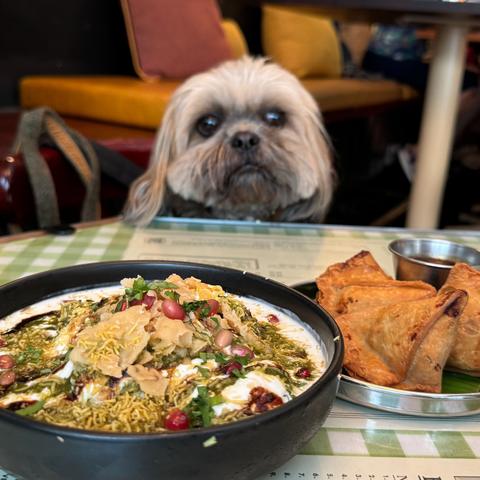 a dog in a restaurant looking hungrily at some indian food, samosas etc