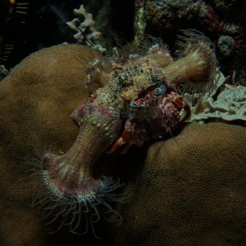 picture of a decorator crab. Eyes and claws are visible, along with several attached anemones, which go off in non-vertical directions.