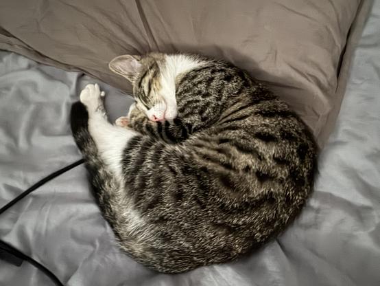 La chatonne endormie sur une couette.
