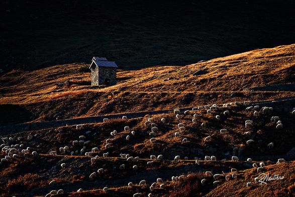 25-magnifiques-photos-de-moutons-en-troupeau-1