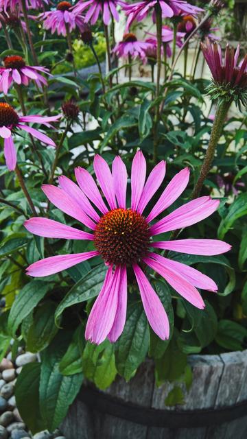 #DefinitelyNotRoses...