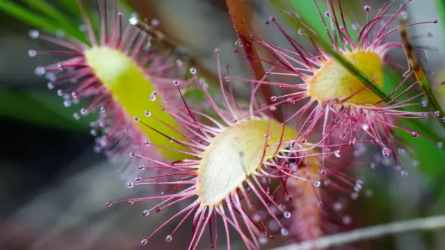 close-up photo of a small carnivorous plant