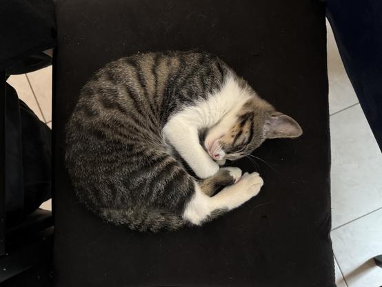 La chatonne endormie en rond sur une chaise