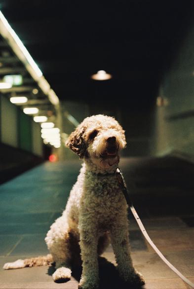 Ein kvit og brun, krøllete hund sit pent under eit spotlys inne på ein t-banestasjon. Bakgrunnen er grågrøn og uskarp og full av lysrør i taket som sørger for akkurat nok lys til å kunne fotografere i.