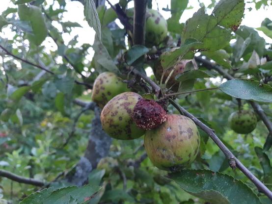 Kranke Äpfel der Sorte Braeburn am Baum. Die Pflanze wurde seit 2023 nicht mehr mit Pflanzenschutzmitteln behandelt. Lt. Fachwart wären diese Äpfel, in einer kommerziellen Obstanlage, dieses Jahr vermutlich schon in einer Häufigkeit die in den 2-stelligen Bereich geht, gegen Schorf gespritzt worden.