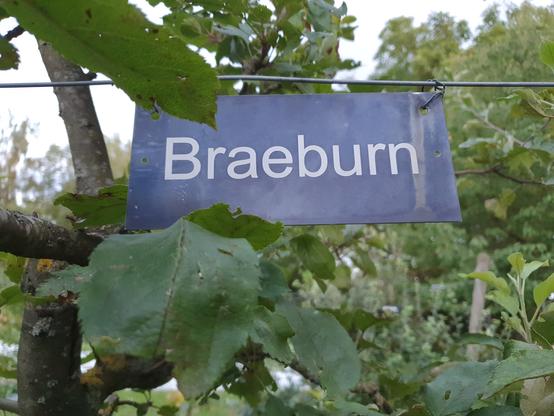 Ein Schild auf dem Braeburn steht, hängt an einem horizontal gespanntem Draht über einem Spindelbaum.