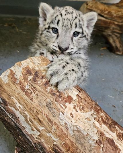 Azure Generated Description:
a raccoon on a log (51.92% confidence)
---------------
Azure Generated Tags:
animal (99.89% confidence)
mammal (99.73% confidence)
big cat (99.32% confidence)
snow leopard (96.65% confidence)
terrestrial animal (94.53% confidence)
big cats (93.11% confidence)
wildlife (92.82% confidence)
whiskers (92.44% confidence)
felidae (89.22% confidence)
leopard (87.35% confidence)
snout (86.43% confidence)
ground (77.01% confidence)
cat (75.23% confidence)
sitting (70.20% confidence)
outdoor (68.10% confidence)
panthera (41.27% confidence)