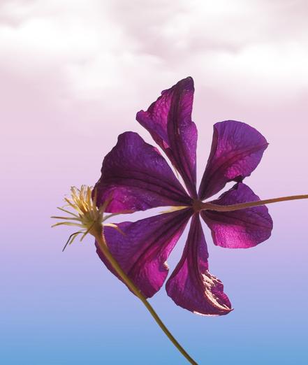 Underside of a 6 petals, purple clematis flower, with a seed head touching it.
Background is pinkish blue sunrise skies.