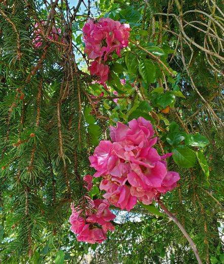 Several pink rugosa climbing roses, entwined with fir branches, bloomed up in the tree.