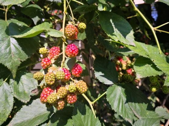 Brombeer-Strauch mit bald reif werdenden Brombeeren