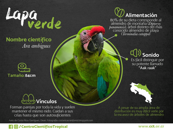Lapa verde 

Nombre cientifico: Ara ambiguus
Tamaño: 84 cm

Vínculos: Forman parejas por toda la vida y suelen mantener el mismo nido. Cuidan a sus crías hasta que son autosuficientes

Alimentación: 80% de su dieta corresponde al almendro de montaña Dipteryx panamensis, árbol distinto del almendronde playa Terminalia catappa

Sonido: es fácil distinguir por su potente "Aak raak"

A pesar de su amplia área de distribución es muy difícil verle por la escasez de árboles de almendro

Centro Cientifico Tropical