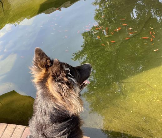 A German shepherd dog with a dark face and dramatic, amber ear floofs surveils greenish pond, wherein cower a school of mostly orange-colored fish.