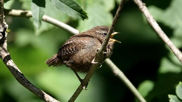 A small round wren singing in a tree, facing to the right. It is brown coloured, with applied wings. Its beak is wide open, singing loudly.