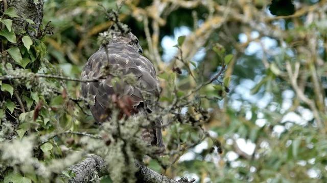 A buzzard viewed from behind in a green tree, partially obscured. It almost looks like a giant pine cone! But its beak is visible, and its distinctive markings on its tail.