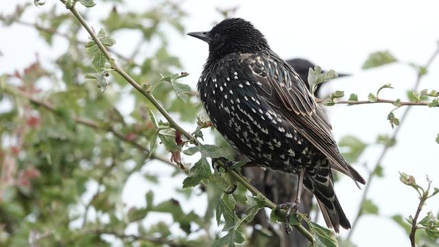 A starling sitting on a branch in a tree with another starling behind, against a white sky. The bird's dappled black/white tummy is very visible, as well as its stripey wings and dark head.