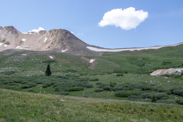 A lone pine tree standing in an alpine meadow in Summit County, Colo. There is a steep, rocky mountain in the background with patchy snowdrifts on it.