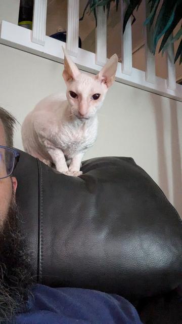 Honey Badger, a white Cornish Rex cat, sitting above my shoulder on the top of a leather recliner.