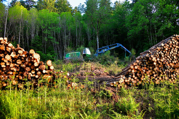 Une coupe rase dans la forêt limousine, sur le plateau de Millevaches.