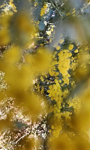 Looking through bright, yellow wattle further into the wsttle blossoming on the tree.