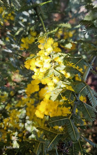 Focus on afternoon sunlight captured on bright yellow wattle glowing on the branch.