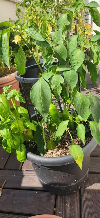 Plant de piment doux avec des fruits longs et verts lisses.