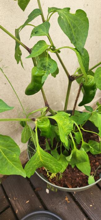 Plant de piment d'Espelette avec de gros piments verts ridés.