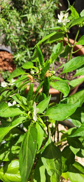 Plant de chile de árbol : des petits piments verts type langue d'oiseau commencent à se former entre les fleurs.