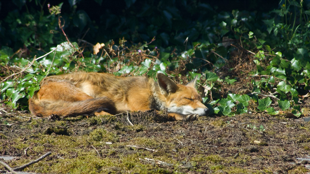 Red fox lying down, tail curled up against his body, head resting on his front paws; Ivy in the background