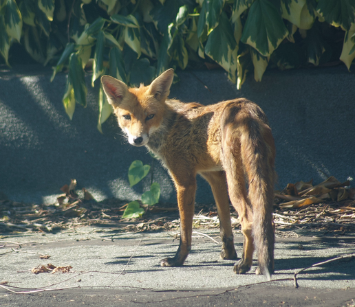 Red fox walking away, pausing for a second to look behind him, staring straight at the camera