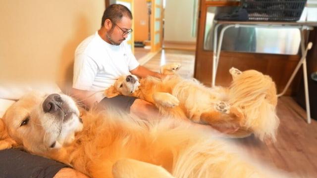 野生を忘れた愛犬の最終形態がこちらです。