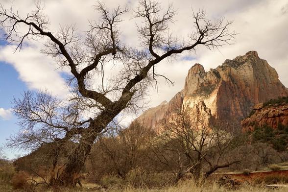 A leafless tree in front of a rocky peak in Zion National Park