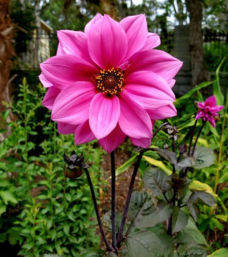 Pink "Fascination" dahlia flower. Buds are very dark(almost black) & foliage is dark green