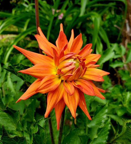 Orange "Hot Shot" flame dahlia flower.