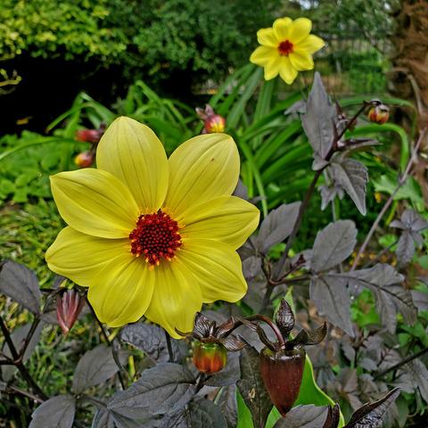 Bright yellow "Mystic Illusion" dahlia flowers. Very dark, almost black foliage, with dark burgundy coloured buds.