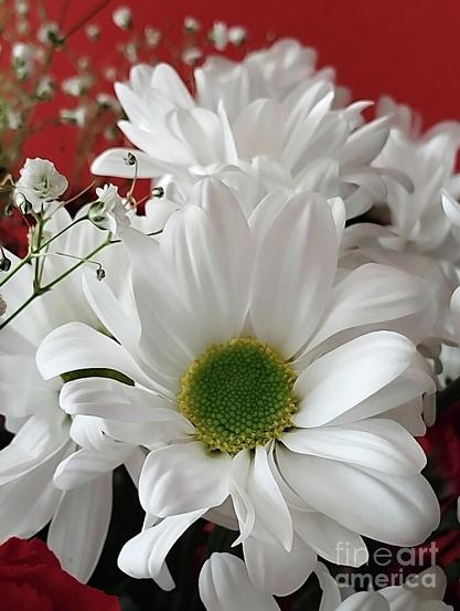 A close-up of a white daisy with a vibrant green center dominates the foreground against a contrasting red background. Smaller white flowers and hints of red petals surround the daisy, creating a festive and fresh bouquet.