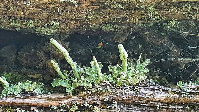 Liquen over a wood fence.