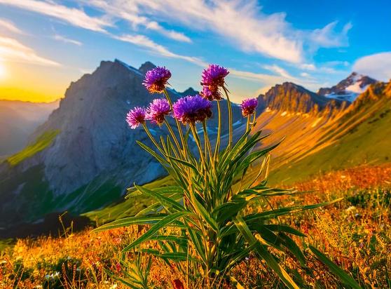 Flowering plant in foreground with a steep, mountainous slope in the background. Blue sky with white clouds.