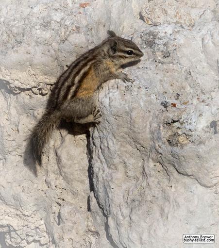Photograph of a chipmunk on tufa at Mono Lake