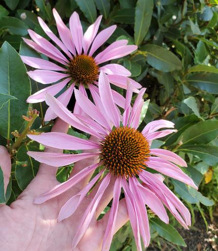 Two large pink echinacea flowers. I'm holding one up with my left hand