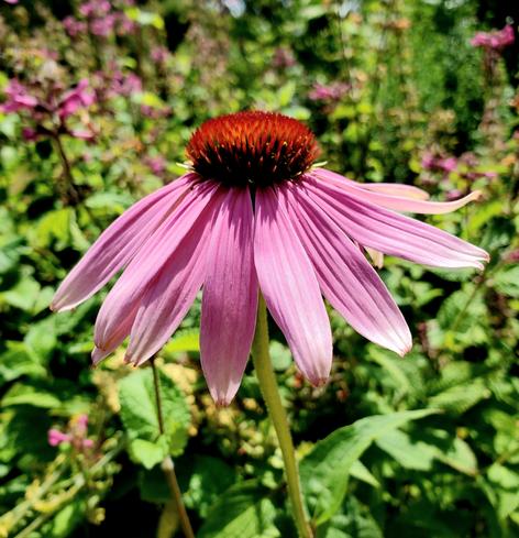Pink echinacea flower