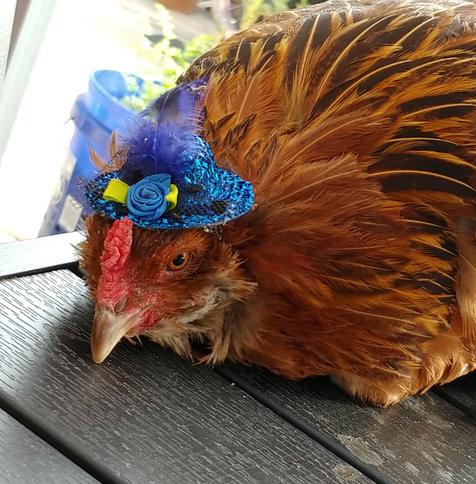 A very annoyed chicken in a glittery blue  hat