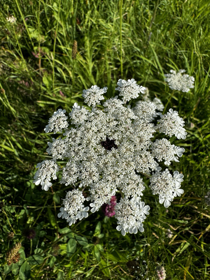 Blüte der wilden Möhre