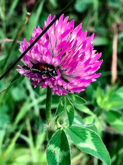 A closeup of the flowerhead of a red clover, looking like a big magenta poof. Nestled in the poof is a gleaming metallic-looking scarab, with coppery elytra, green body, and a row of tiny cottony white poofs down the side. Multiple levels of poofiness!