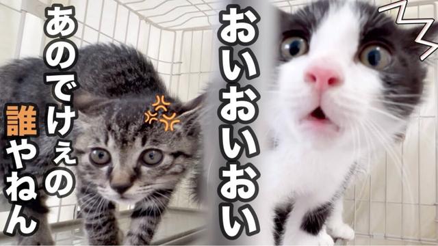 初めて先住猫を見た子猫がこんな事になりました…。