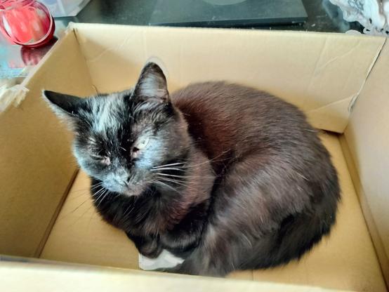 Black cat in a box.