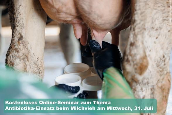 Eine Kuh wird gemolken. Auf dem Bild steht "Kostenloses Online-Seminar zum Thema Antibiotika-Einsatz beim Milchvieh am Mittwoch, 31. Juli. Foto: Darivol - stock.adobe.com